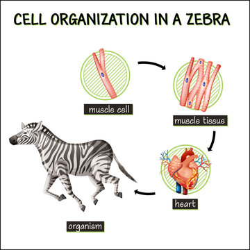 Diagram showing cell organization in a zebra