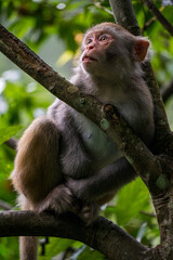 A monkey in wild forest. Animal portrait.