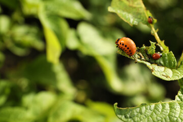 Colorado potato beetle larvae on green plant outdoors, closeup