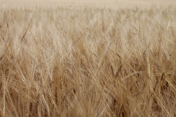 golden wheat field