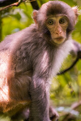 A monkey in wild forest. Animal portrait.