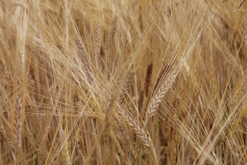 Rye field