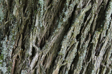 bark of tree