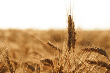 Fototapeta premium Ears of golden wheat on field, close up