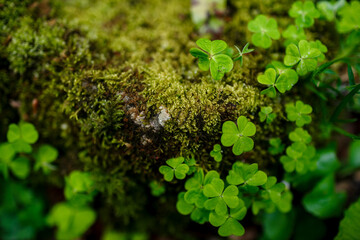 green forest moss and clover on a tree close up