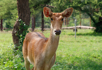 Close up of a young female Cheetal (also known as spotted or axis) deer.