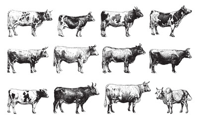 Cow and bull collection - vintage engraved vector illustration from Larousse du xxe siècle - obrazy, fototapety, plakaty