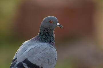 Indian Pigeon OR Rock Dove - The rock dove, rock pigeon, or common pigeon is a member of the bird family Columbidae. In common usage, this bird is often simply referred to as the 