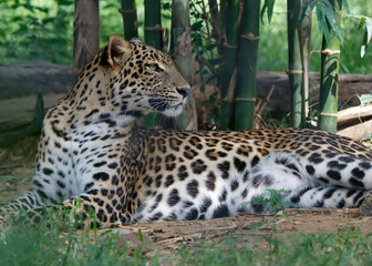 Persian leopard (Panthera pardus saxicolor) is a magnificent animal from which it comes genuine respect. Leopard
