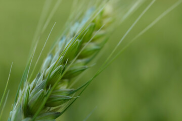 Beautiful wheat spike growing in field, closeup