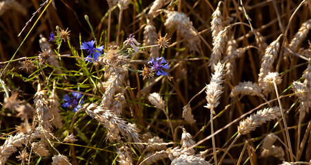Cornflowers over wheat background closeup. Blue cornflower with golden ripe wheat in field.