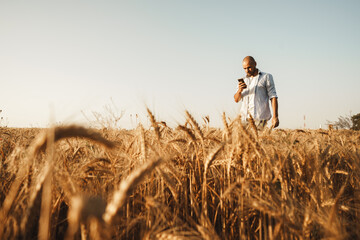 Man using smartphone while standing in wheat field at sunset