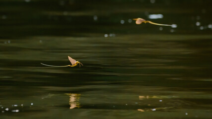 Tisza mayflies (Palingania longicauda) swarming, River Tisza, Hungary - obrazy, fototapety, plakaty