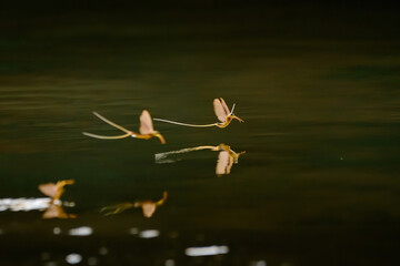 Tisza mayflies (Palingania longicauda) swarming, River Tisza, Hungary - 448951137