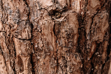 Close-up of tree bark texture. Redwood background. Rough wood pattern. Wooden wallpaper. Banner. Natural material. Organic decoration detail. Brown color oak. Concept of old dry skin. Linden or Maple