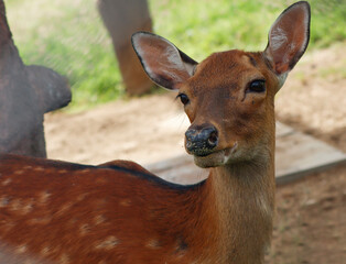 Hog deer giving a pose when capture the image.
