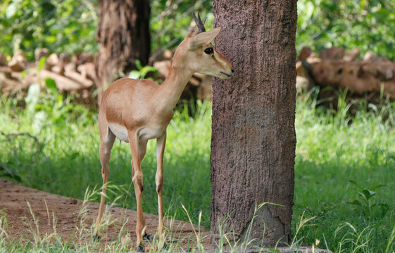 indian gazzelle also known as chinkara.