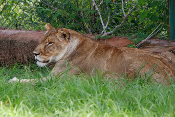 lioness sitting on green grass.