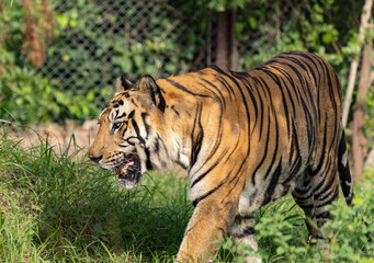 Great tiger male in the nature habitat.  Wildlife scene with danger animal. Hot summer in India. Dry area with beautiful indian tiger, Panthera tigris.