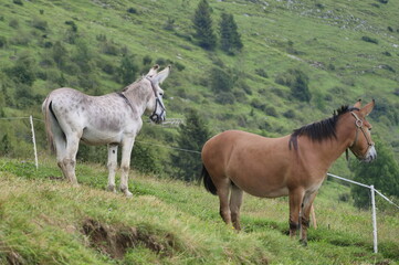 Fototapeta na wymiar Horse and mule on mountain pasture in Gorno, Seriana valley, Bergamo