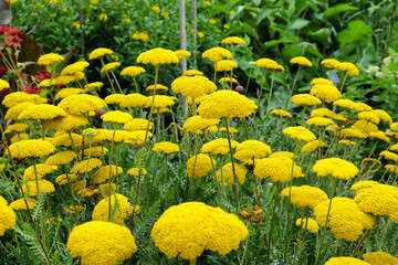 Yellow Fernleaf Yarrow in flower © Alexandra