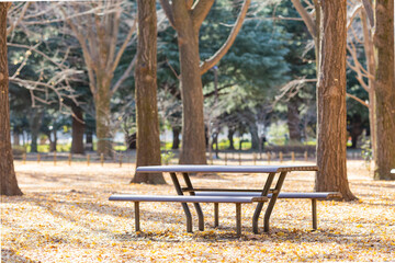 empty bench in autumn forest in yoyogi park, tokyo, japan