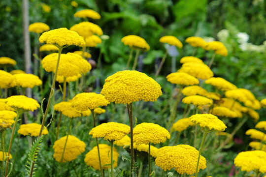Yellow Fernleaf Yarrow in flower