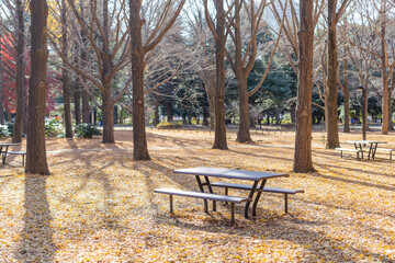empty bench in autumn forest in yoyogi park, tokyo, japan
