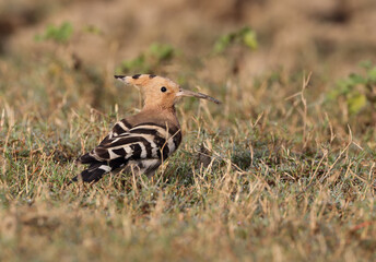 portrait of Hoopoes.Hoopoes are colourful birds found across Africa, Asia, and Europe, notable for their distinctive 
