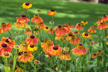 Orange helenium sneezeweed 'Sahin's Early Flowerer' in flower