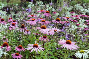 Echinacea 'Pink Parasol' and Echinacea pallida 'pale purple' in flower
