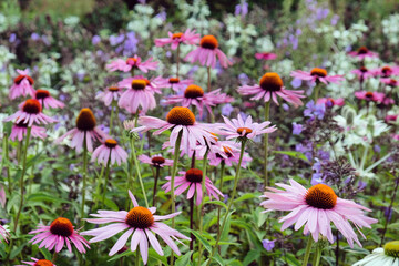 Echinacea 'Pink Parasol' and Echinacea pallida 'pale purple' in flower