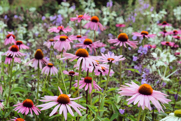 Echinacea 'Pink Parasol' and Echinacea pallida 'pale purple' in flower