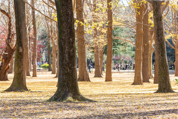 silent scenery of autumn trees and fallen orange leaves on the ground in yoyogi park, tokyo, japan