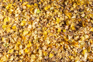 full of fallen ginko leaves on the ground in yogyogi park, tokyo, japan 