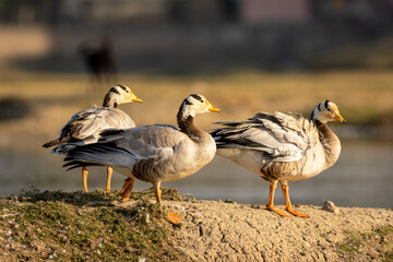 bar headed goose family or flock in an open field or grassland during winter migration at forest of cental india - anser indicus