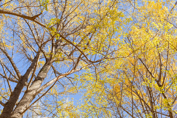 autumn trees with yellow leaves and blue sky in yoyogi park, tokyo, japan