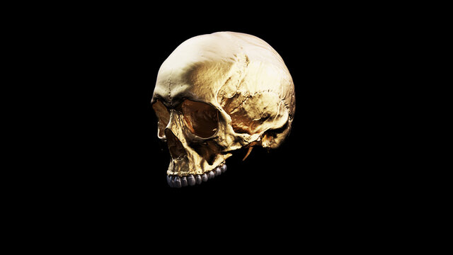 Gold Human Female Skull With Silver Teeth and Black Background Medical Anatomical Quarter Left Side 3d illustration render	