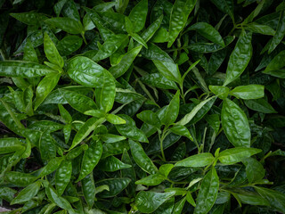Andrographis paniculata, creat or green chiretta. plant extract for a pilot alternative treatment...