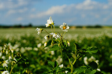 Potato blossoms in front of a flowering field