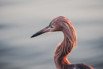 Reddish egret on the shore in Sanibel, Florida