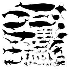 Vector Big Set of Sea Animals Illustrations