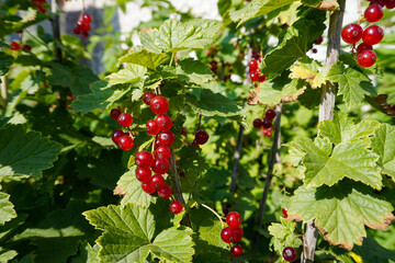 Ripe red currants close-up as background. Fruit of ripe red currant. Ripe red currant berries on a bush branch on a sunny day (Ribes rubrum)