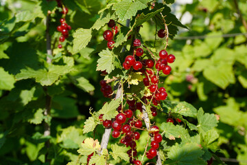 Obraz premium Ripe red currants close-up as background. Fruit of ripe red currant. Ripe red currant berries on a bush branch on a sunny day (Ribes rubrum)
