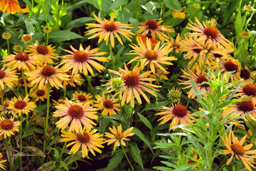 Echinacea 'Big Kahuna' in flower