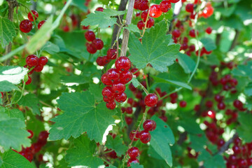 Ripe red currants close-up as background. Fruit of ripe red currant. Ripe red currant berries on a bush branch on a sunny day (Ribes rubrum)