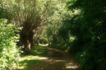 Obraz premium Spazieren durch ein kleines Waldgebiet