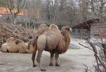 A double humped camel in a Zoo