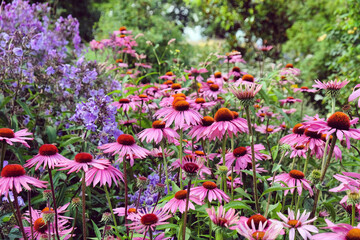 Echinacea 'Pink Parasol' in flower