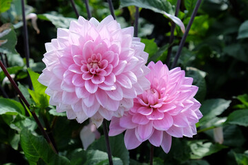 Pink dahlia 'Melody Harmony' in flower